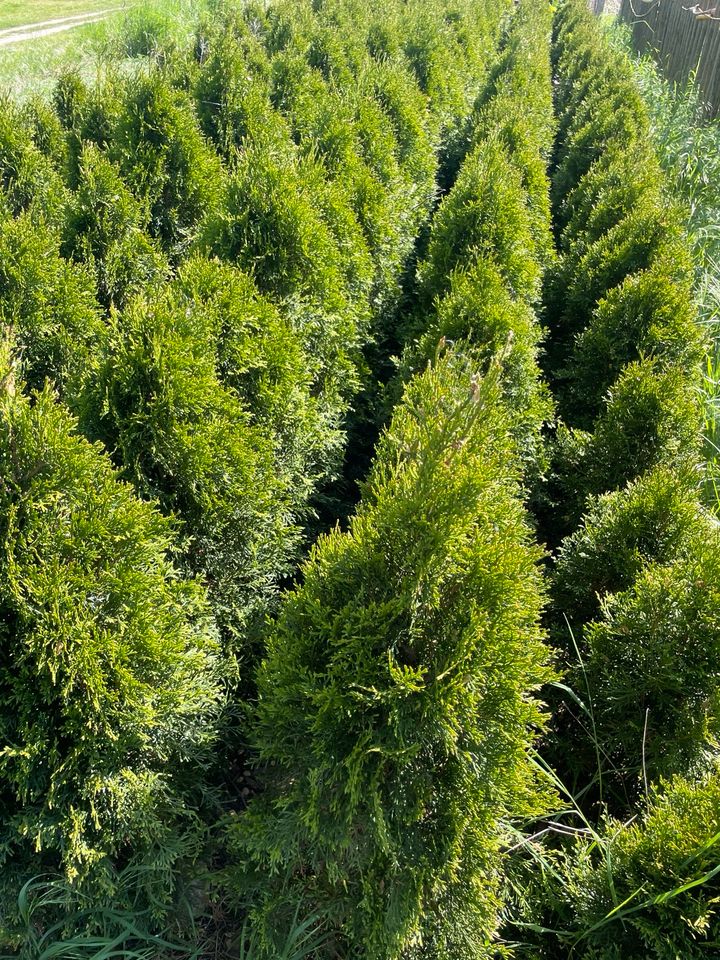 Thuja , Lebensbaum , Smaragd in Trebbin