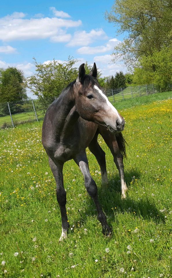 Hengst Jährling Deutsches Sportpferd Schimmel in Markranstädt