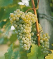Wein Weintraube Super Kletterpflanze Vitis vinifera Nordrhein-Westfalen - Simmerath Vorschau