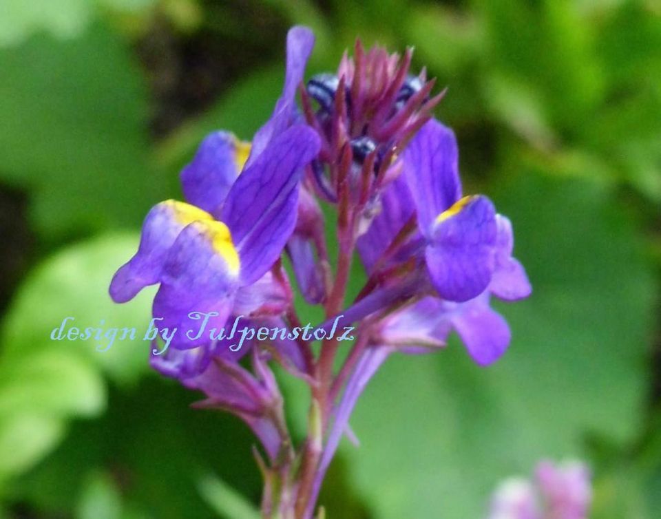 ♥ Marokkanisches Leinkraut Mix Mini Löwenmäulchen,Samen, Garten in Hamburg