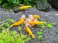 10 Neocaridina Garnelen Yellow Fire (Neon) Nordrhein-Westfalen - Menden Vorschau