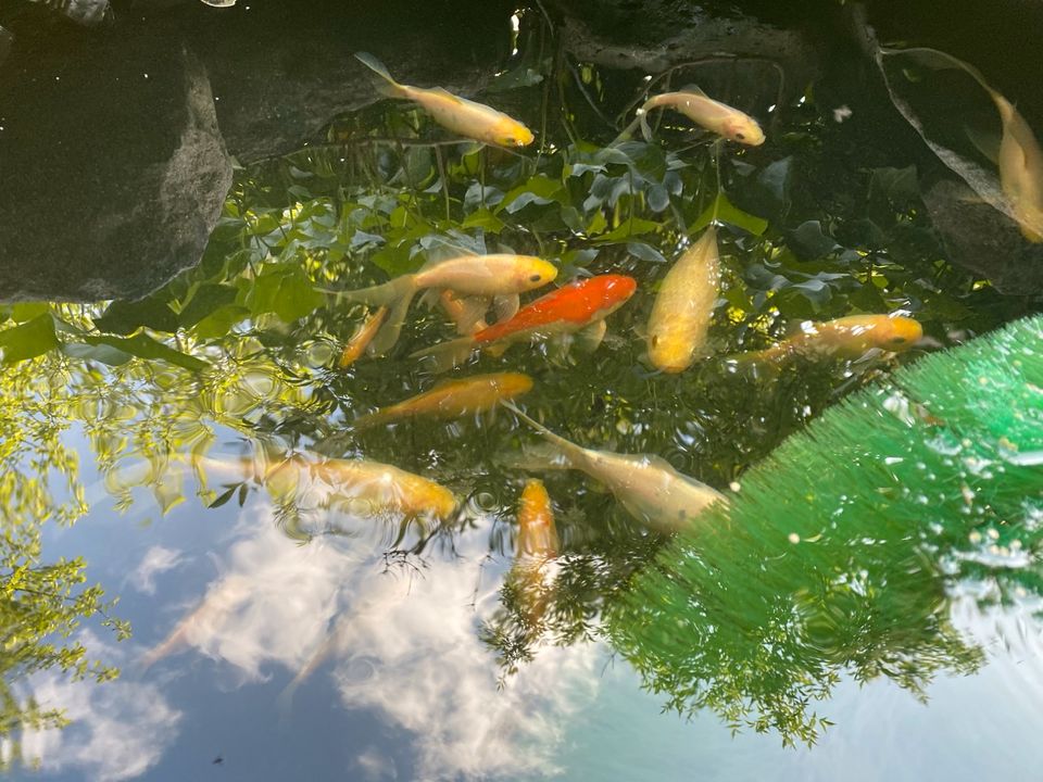 Fische für den Gartenteich in Seck