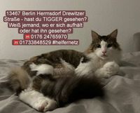 Kater vermisst Berlin - Reinickendorf Vorschau