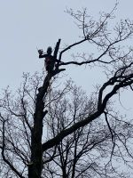 Baumfallung, Klettertehnik, Rasenmäher, Bagger Arbeiten, Zaune Nordrhein-Westfalen - Recklinghausen Vorschau