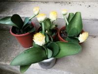 Haemanthus albiflos Elefantenohr Pinselblume Baden-Württemberg - Endingen Vorschau