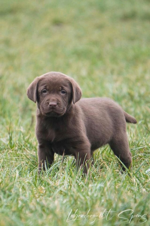 Labrador-welpen reinrassig in Seega