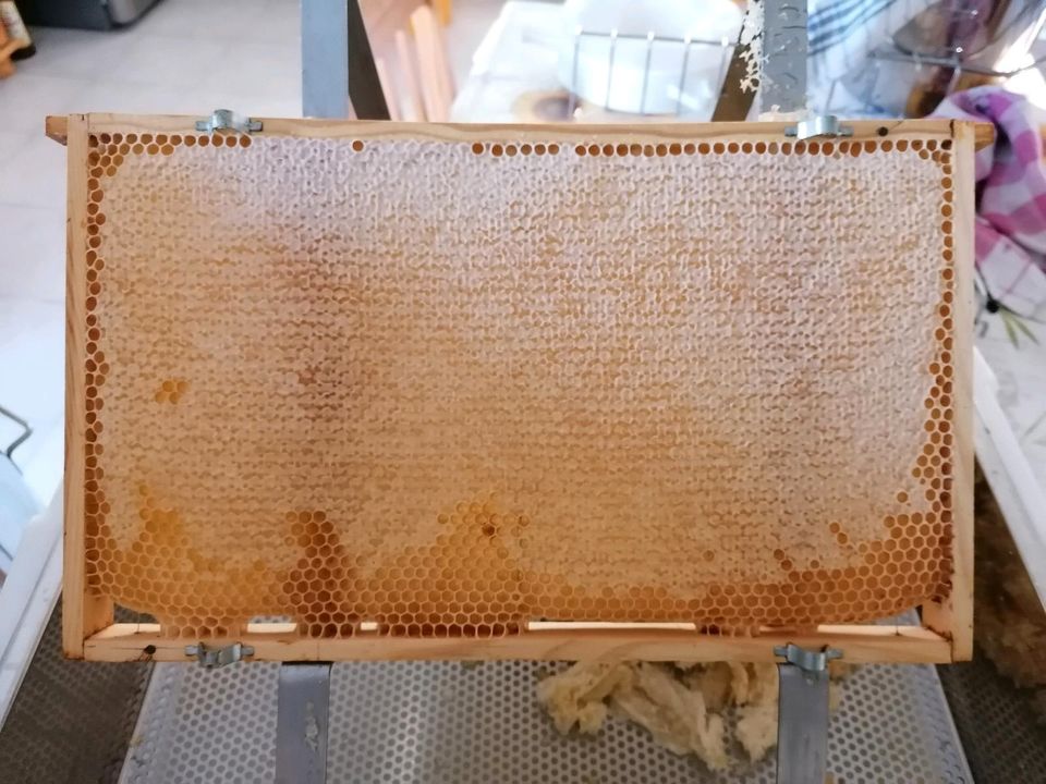 Honig aus eigener Imkerei Buckfast Königinnen / Kartoffeln / Eier in Steinhagen (Vorpommern)
