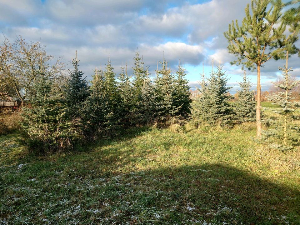 Tannengrün Nordmanntanne Blaufichte Weihnachtsbaum in Küstriner Vorland