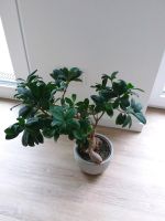 Ableger vom Ficus Ginseng, Pflege als Bonsai Nordrhein-Westfalen - Bergisch Gladbach Vorschau