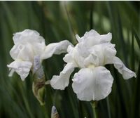 Purity - weiße Schwertlilie - Iris Hessen - Lollar Vorschau