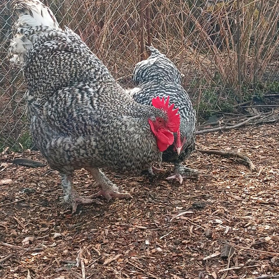 Mechelner Huhn Hühner Küken Zweinutzungshuhn beide Farbschläge in Großdubrau