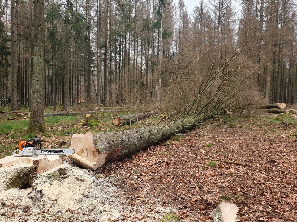 Motorsägenkurs Kettensägenschein Motorsägenschein Brennholz in Osburg