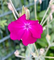 Blume Pink Essen - Essen-Kray Vorschau