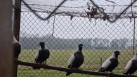 Tauben zu verkaufen, Rasse  Dänische Stiglitze Nordrhein-Westfalen - Velen Vorschau