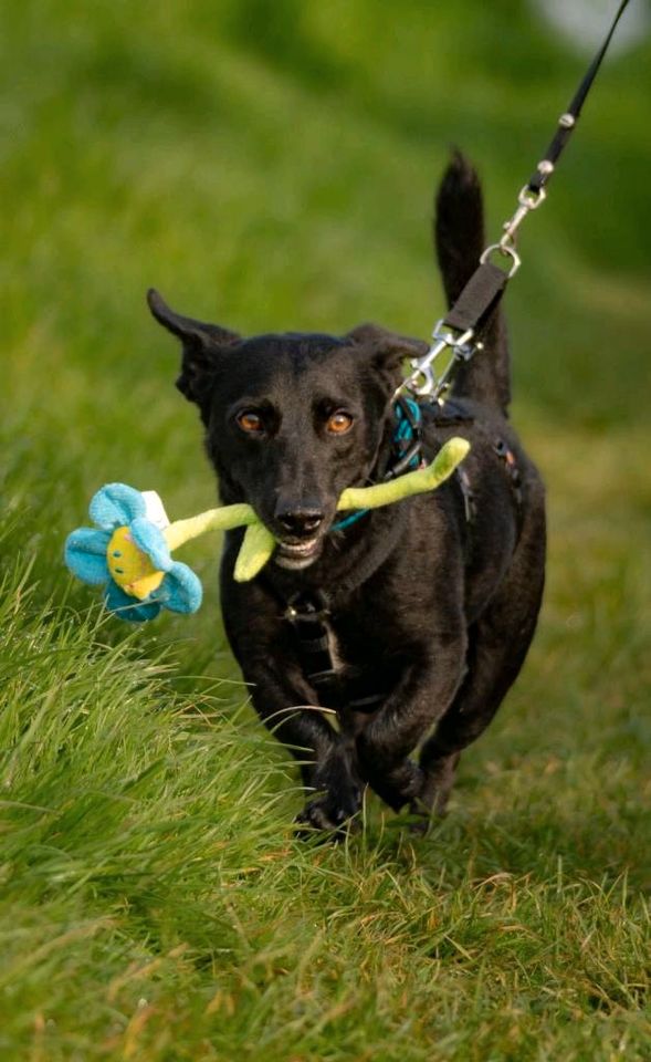 Danny - freundlicher Terrier-Mix sucht passendes Zuhause❤️ in Grevenbroich