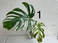 Monstera Albo Variegata Wuppertal - Elberfeld Vorschau