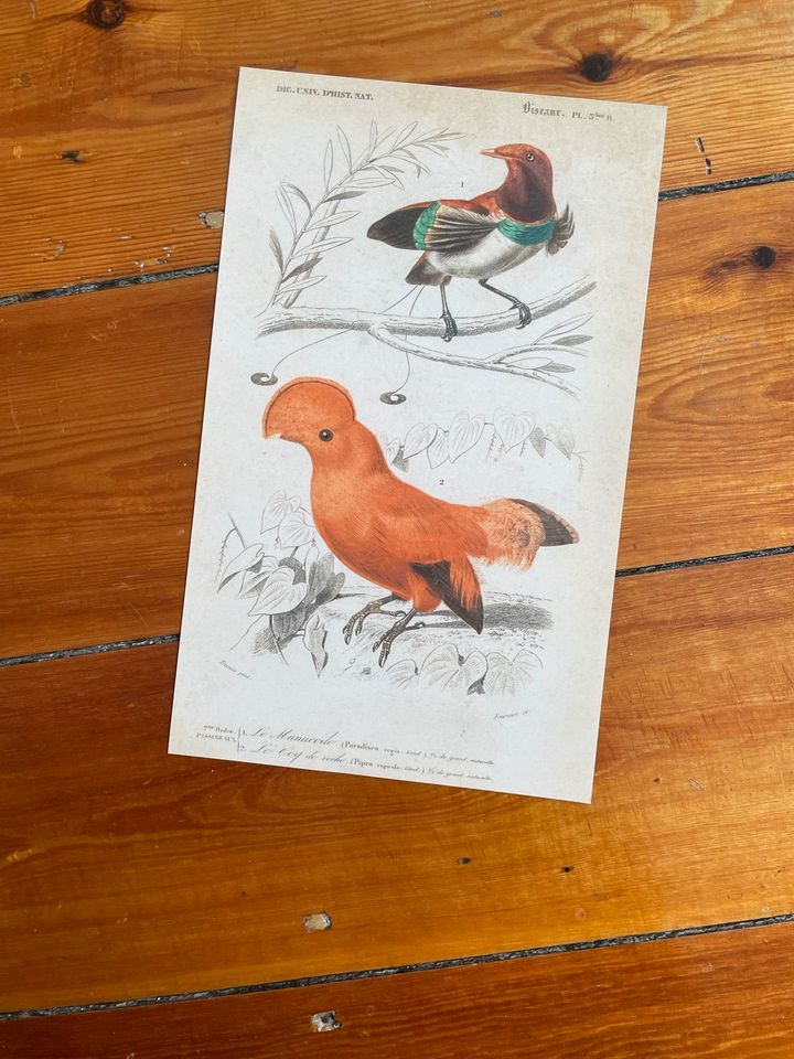 ist in eBay Kleinanzeigen Paradiesvogel - Vintage jetzt Stadtmitte Vögel Bild Rostock Zeichnung Kleinanzeigen Print | Poster