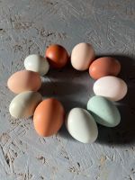 10 Bunte Eier für Ostern & jeden Tag von Freiland Hühnern Nordrhein-Westfalen - Versmold Vorschau