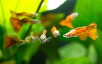 Guppys fürs Aquarium Baden-Württemberg - Forst Vorschau