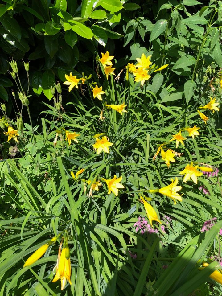 Taglilie, gelb (Hemerocallis), Ableger in Rosengarten