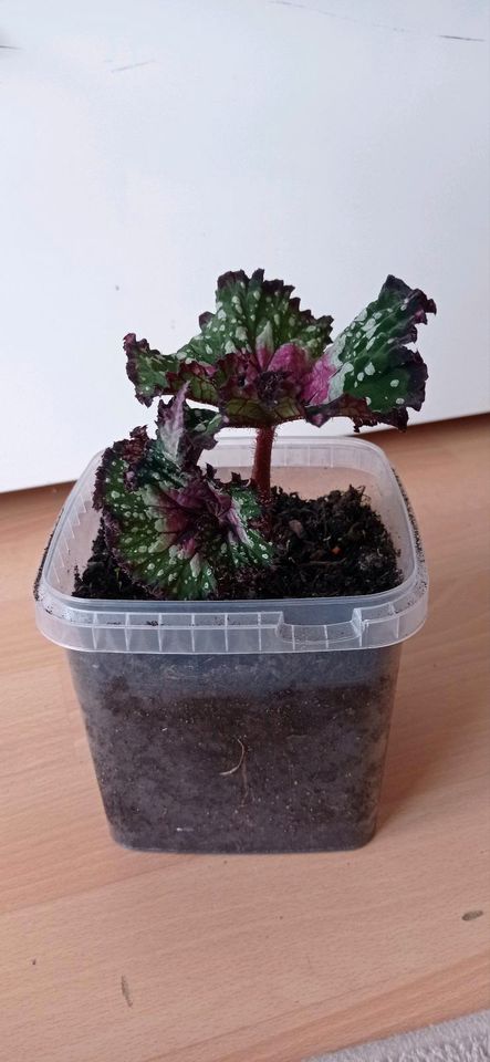 Begonia rex in Pirmasens