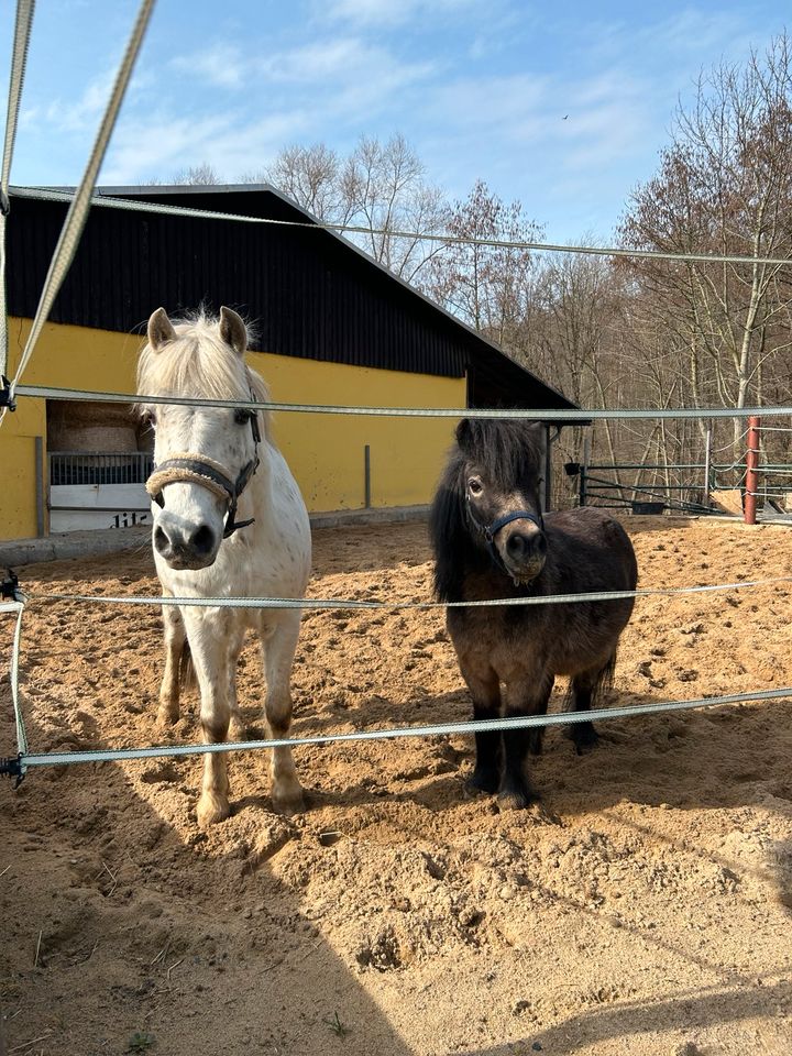 Mitarbeiter Stall/ Pferdestallmitarbeiter in Kreischa