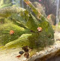 10 Cent- Posthornschnecken Planorbarius corneus braun Aquarium Dresden - Neustadt Vorschau