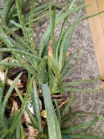 Aloe Vera mit vielen Trieben zu verkaufen Sachsen - Chemnitz Vorschau