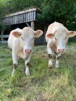 Charolais (2 Färsen, 1 Kuh & 1 Absetzer) wahrscheinlich tragend Schleswig-Holstein - Heilshoop Vorschau