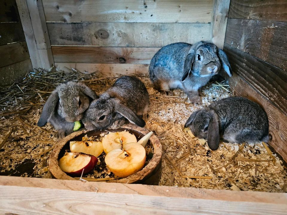 Widder, Kaninchen in Aschersleben