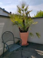 Zwergpalme für Terrasse oder Balkon Hessen - Hessisch Lichtenau Vorschau