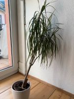 Pflanze mit weißem Topf zu verkaufen (Drachenbaum) Frankfurt am Main - Sachsenhausen Vorschau