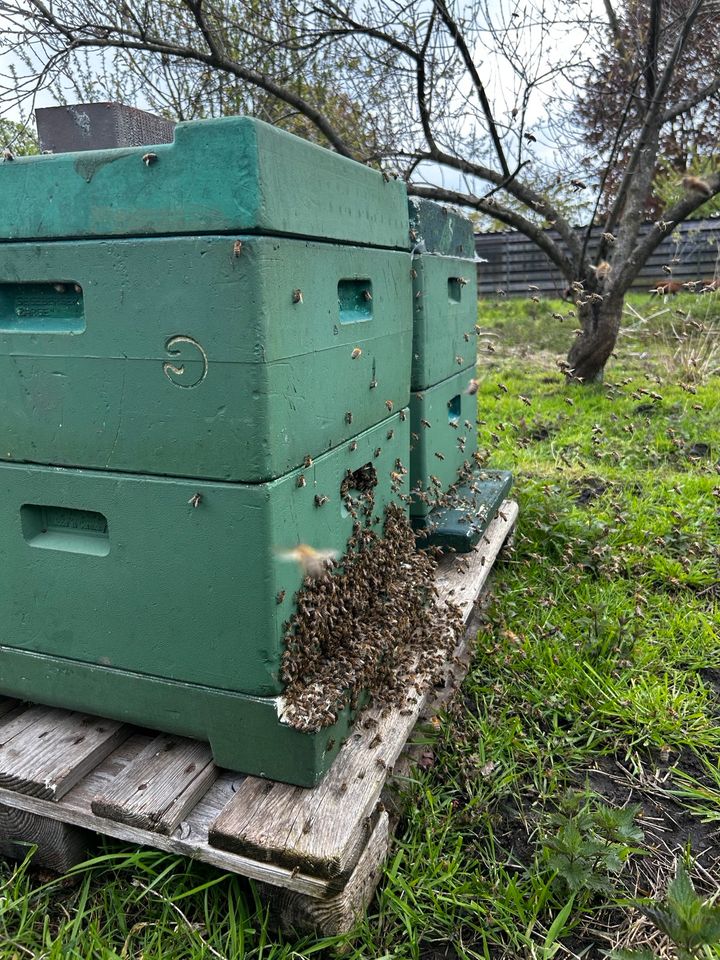 Bienen Bienenschwarm Imker in Oyten
