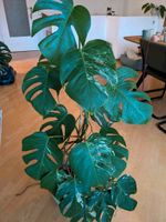 Monstera deliciosa variegata ganze Pflanze Baden-Württemberg - Heidelberg Vorschau