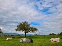 Suche Pflegebeteiligung für meine Stute Hessen - Karben Vorschau