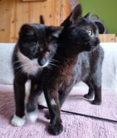 2 süße junge Katzenmädels suchen gemeinsames Zuhause mit Garten München - Berg-am-Laim Vorschau