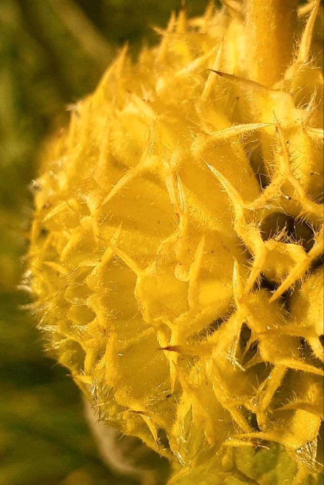 Samen + Jungpflanze Brandkraut, Staude, Phlomis, Bienenweide in Salzgitter