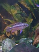 Dringendes Geschenk männlich Pelvicachromis pulcher Sachsen-Anhalt - Annaburg Vorschau
