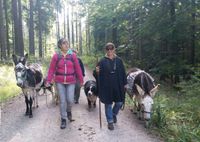 Eseltrekking, Wandern mit Eseln auf dem Crescentia Bayern - Baisweil Vorschau