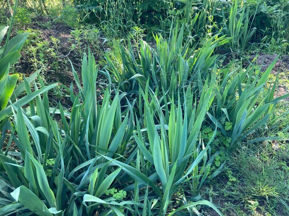 Fädige Palmlilien / Garten-Yucca, verschiedene Größen, Blüte weiß in Bühl