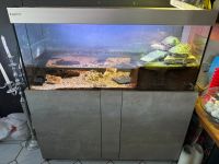 240 Liter Aquarium mit Unterschrank und Zubehör Rheinland-Pfalz - Remagen Vorschau