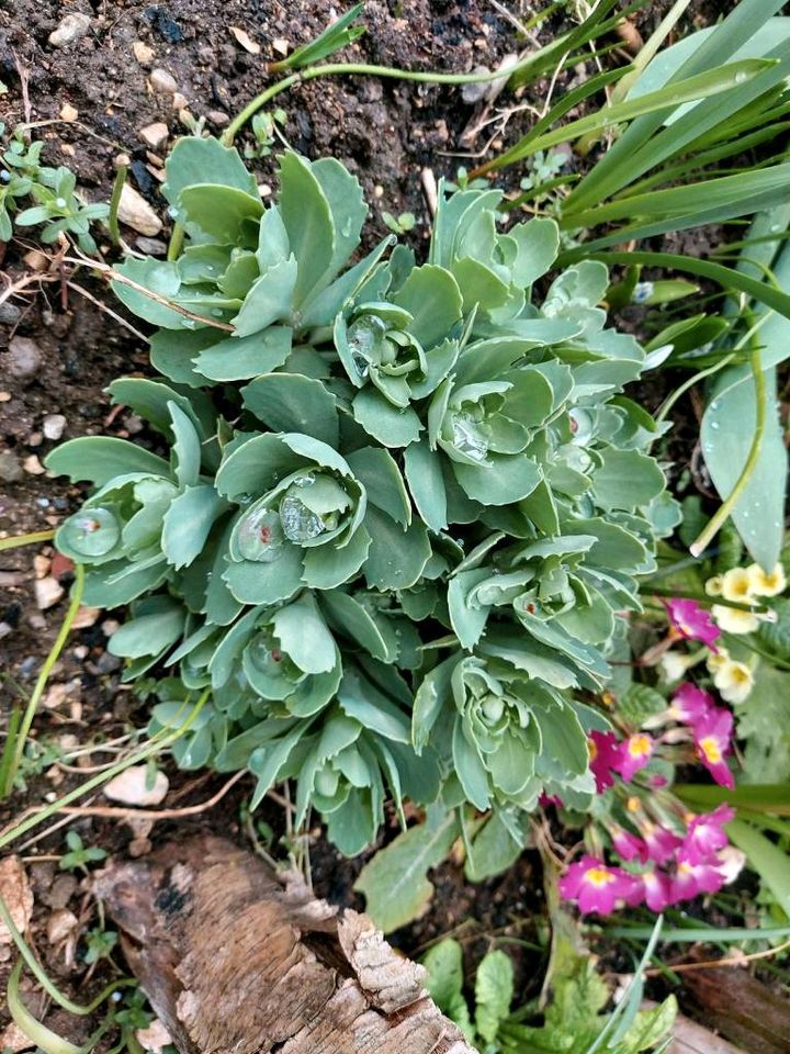 Hohe Fetthenne (Sedum telephium) Ableger Jungpflanzen Stauden in Neresheim