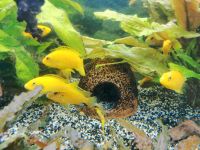 Malawi Labidochromis Yellow Baden-Württemberg - Schwanau Vorschau