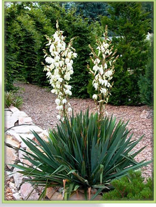 Yucca Pflanzen Ableger Gartendeko winterhart jährlich blühend in Stuhr