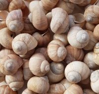 50 Schnekenhäuser natur Weinbergschnecken Deko Floristik Basteln Niedersachsen - Göttingen Vorschau