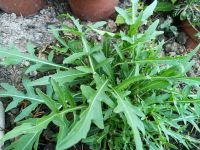 Rucola, wilde Rauke, Bio Pflanzen Kräuter Salat Garten • BtBj Baden-Württemberg - Haßmersheim Vorschau