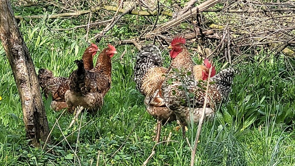 Bielefelder Kennhuhn in Heinsberg