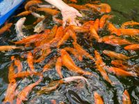 !ANFRAGESTOPP! Kois Nachwuchs Fische Orange schwarz Teich klein Sachsen-Anhalt - Derenburg Vorschau