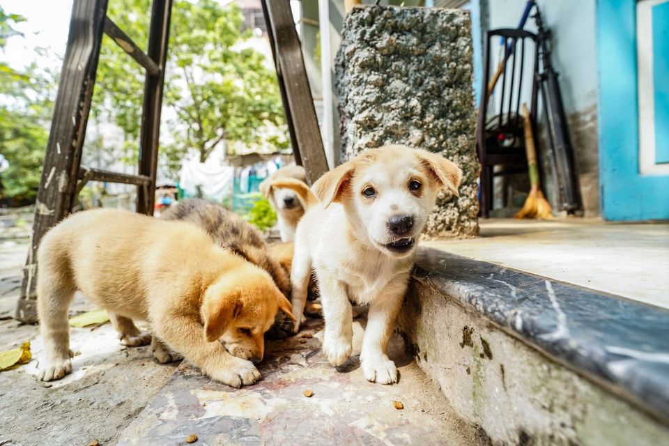 Hundetraining Welpen Erziehung in Köln