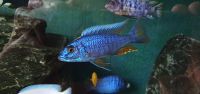 Sciaenochromis Fryerie Malawi Buntbarsche Malawis Bayern - Wörnitz Vorschau